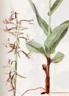 Vegetazione spontanea Epipactis palustris